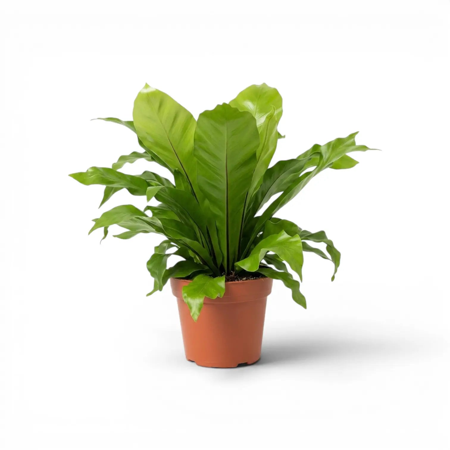 Asplenium nidus im Kulturtopf.