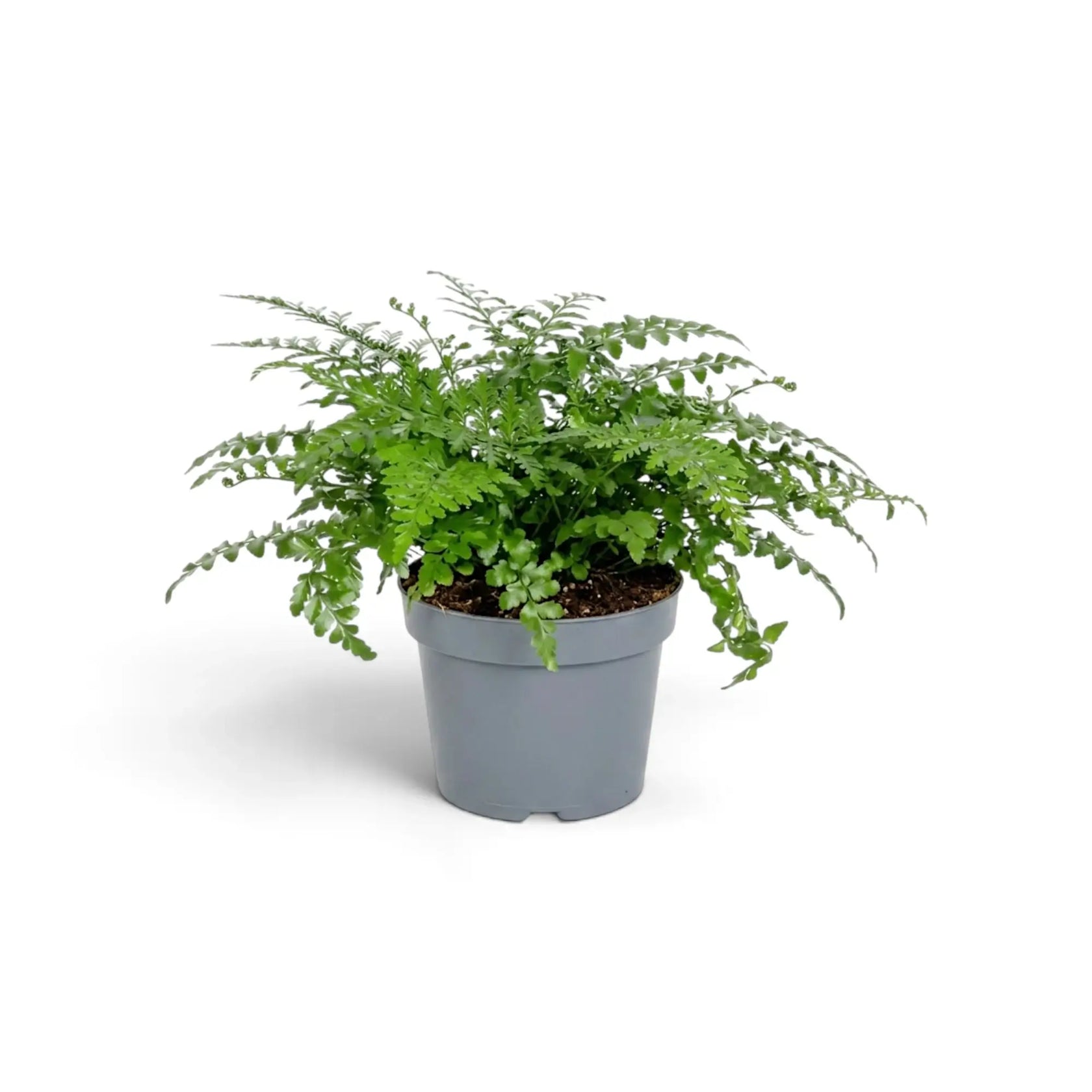 Asplenium ‘Parvati’ mit bogig überhängenden Wedeln aus leicht schräger Perspektive