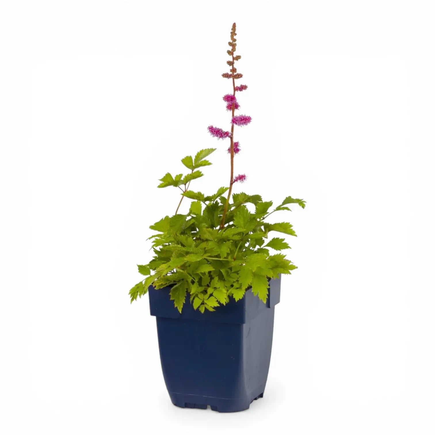 Astilbe chinensis 'Pumila' – Detailaufnahme.