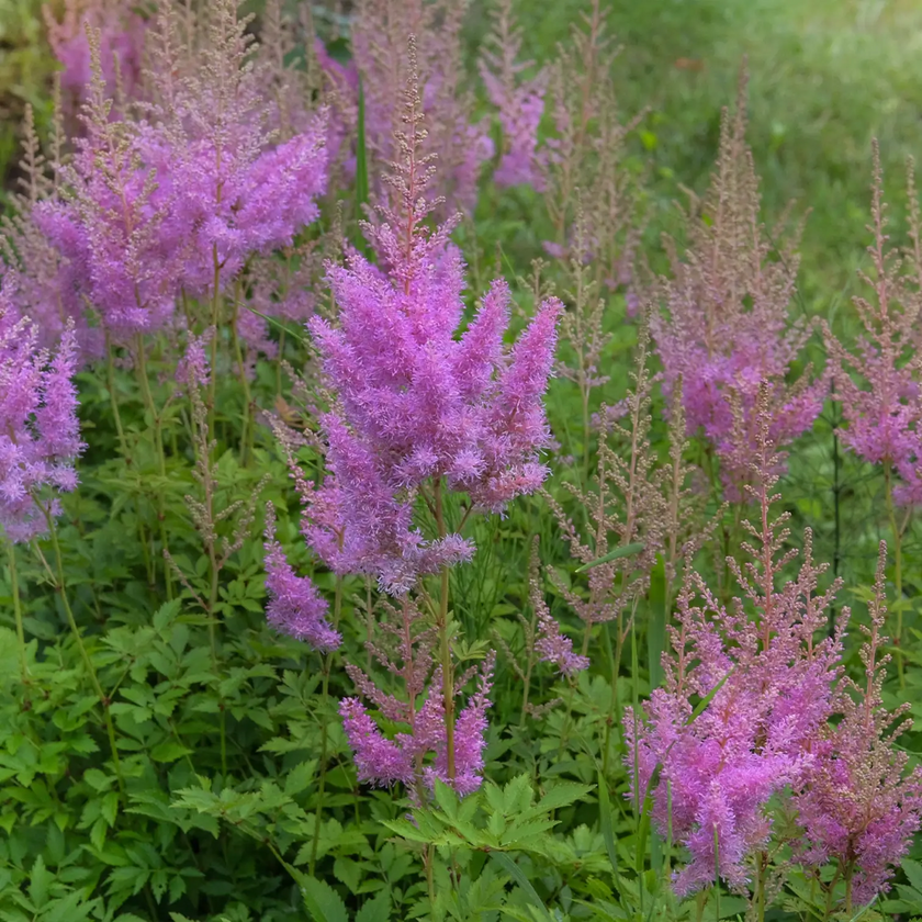 Astilbe chinensis 'Pumila' – Nahaufnahme.