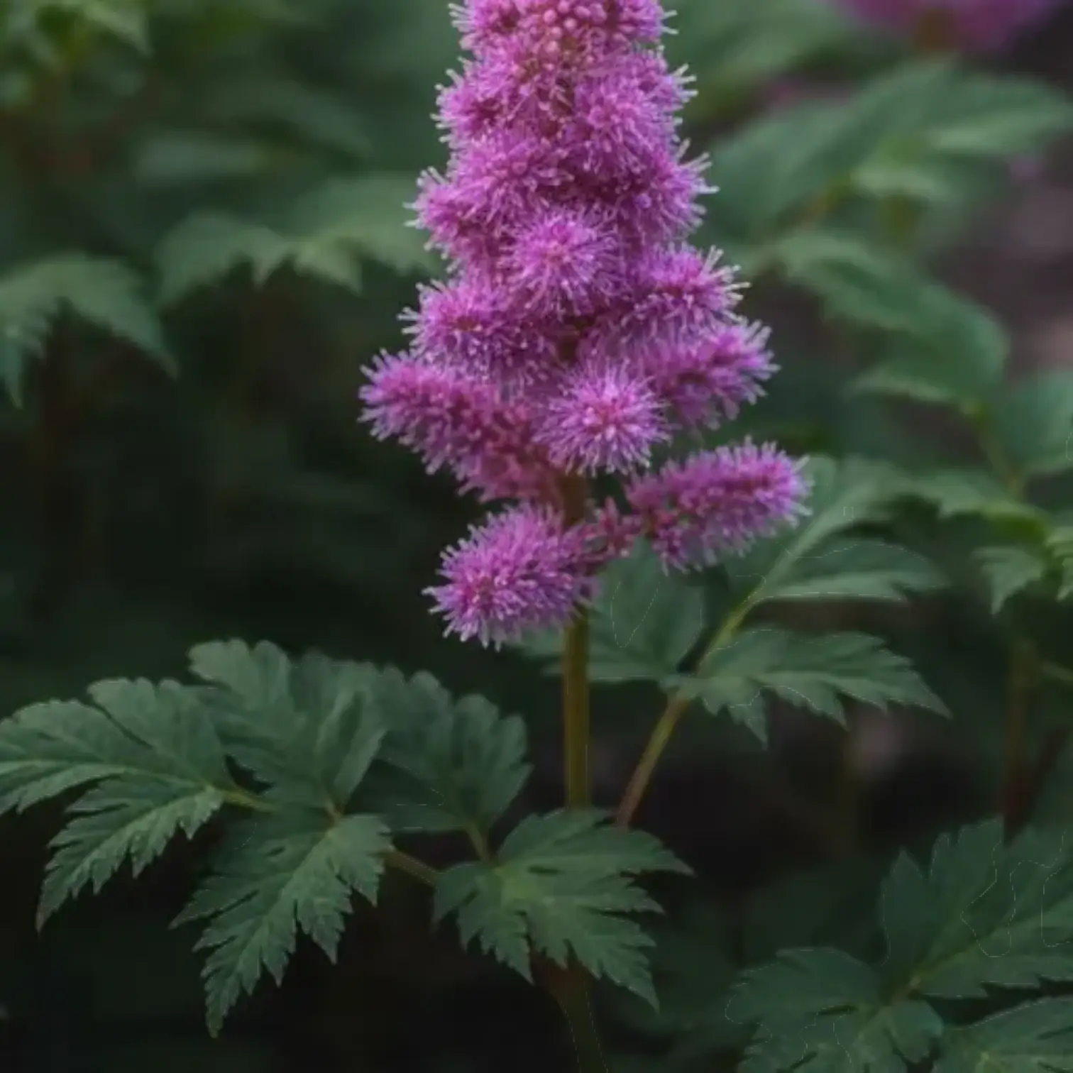 Astilbe chinensis 'Pumila' – Detailaufnahme der Pflanze.