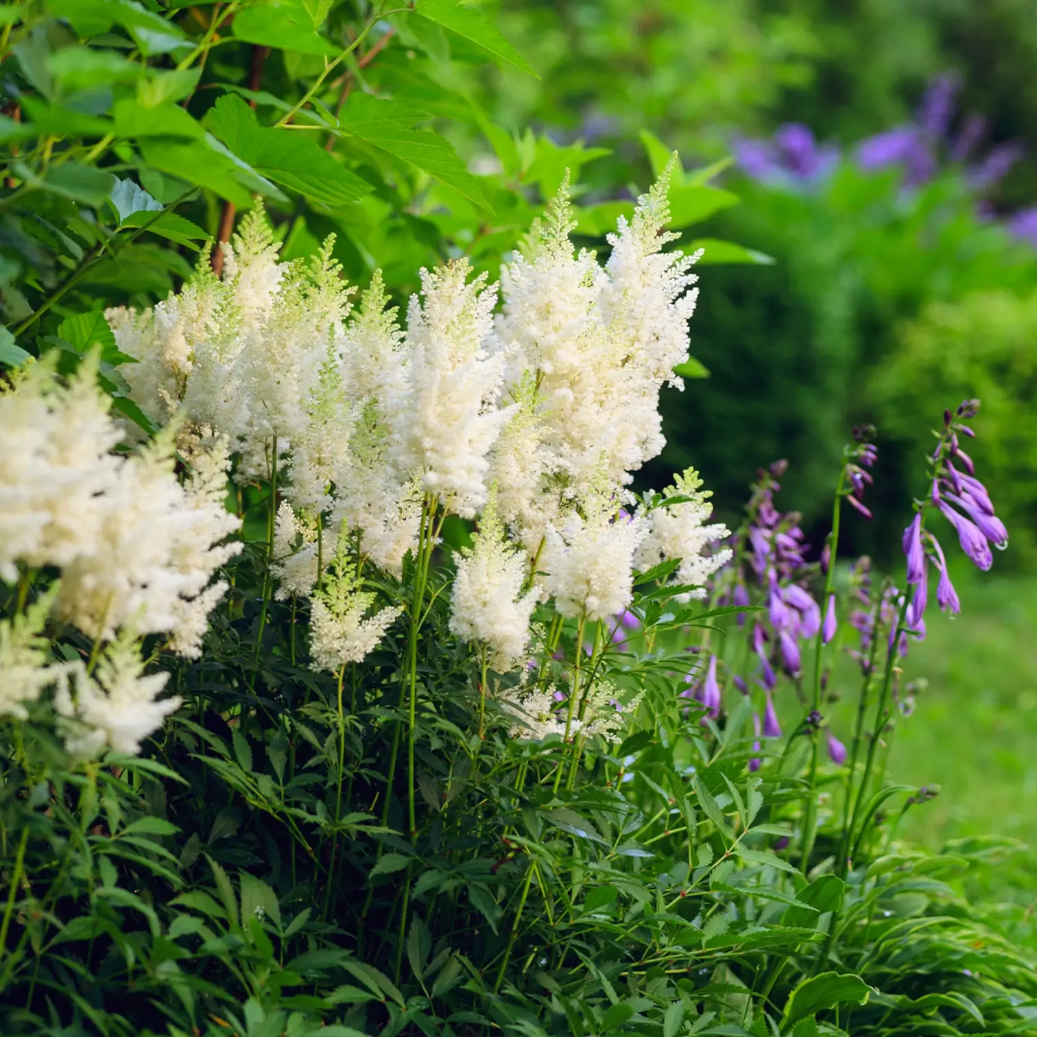 Astilbe × arendsii 'Astary White' – Nahaufnahme.