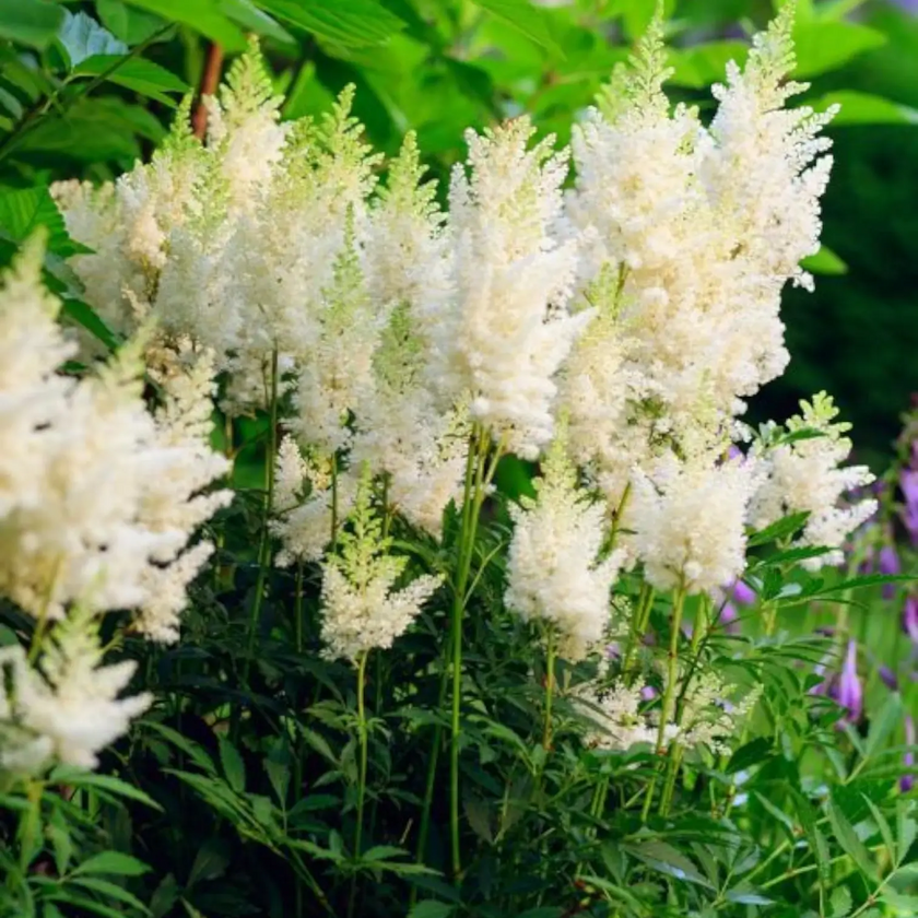 Astilbe × arendsii 'Astary White' – Detailaufnahme.