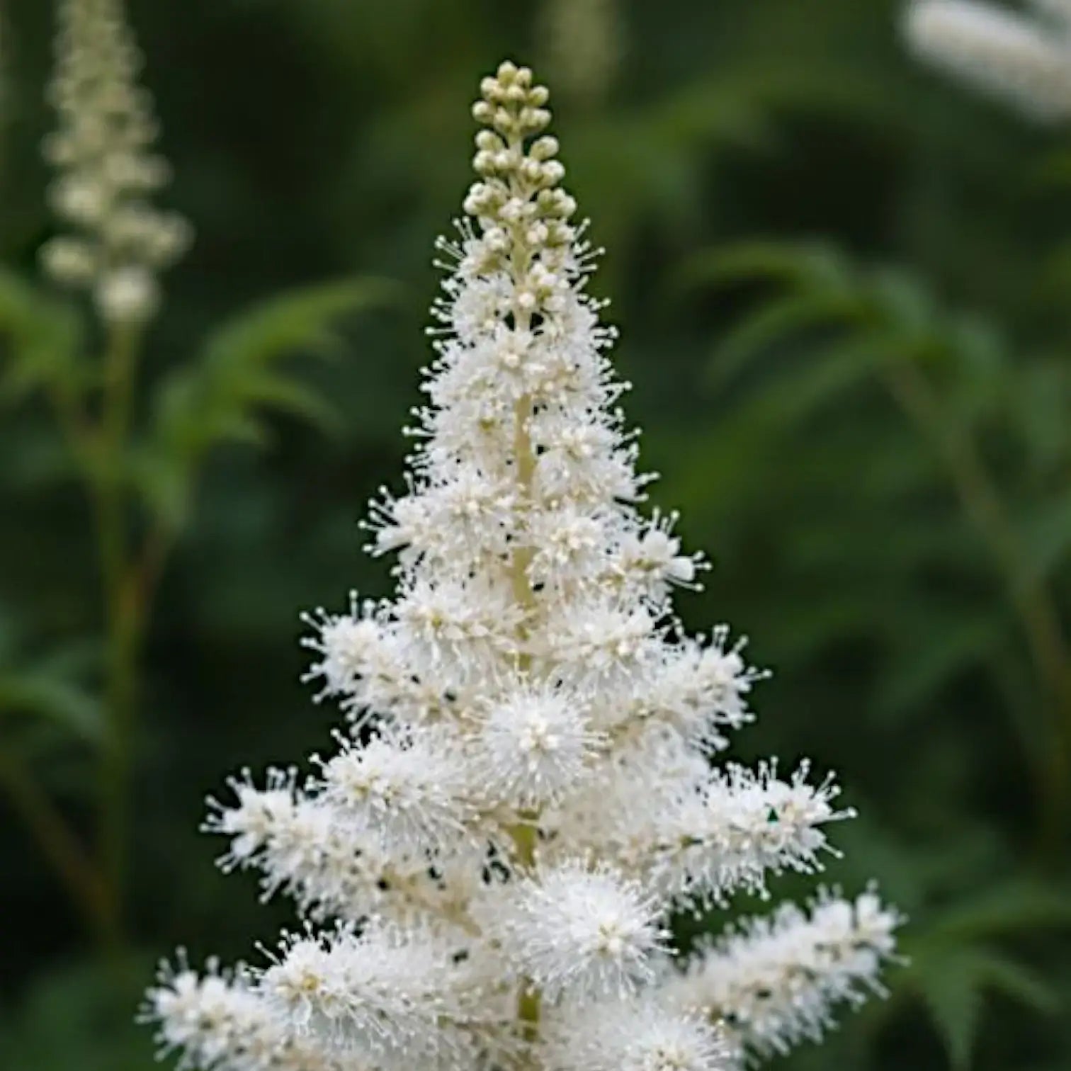 Astilbe × arendsii 'Astary White' – Detailaufnahme.