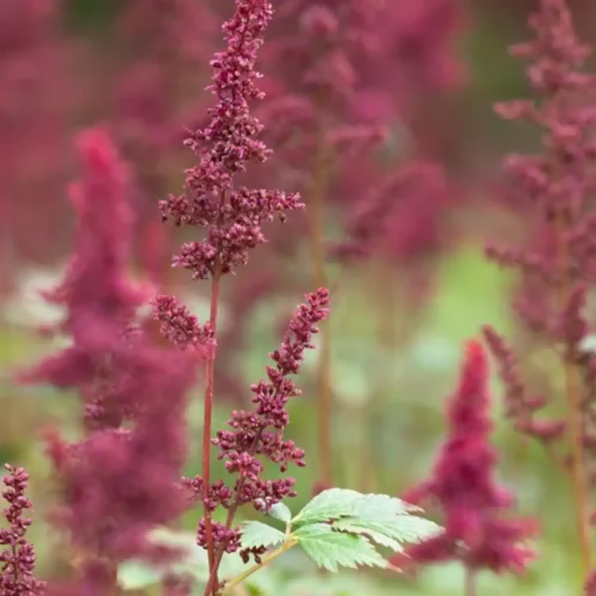 Astilbe × arendsii 'Fanal' – Detailaufnahme.