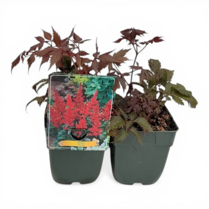 Astilbe × arendsii 'Fanal' – Detailaufnahme der Pflanze.