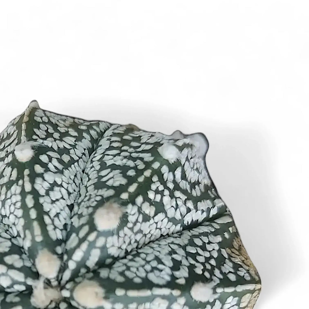 Astrophytum 'COKabuto' (Astrophytum hybrid SK-CO) – Blattdetail vor weißem Hintergrund..