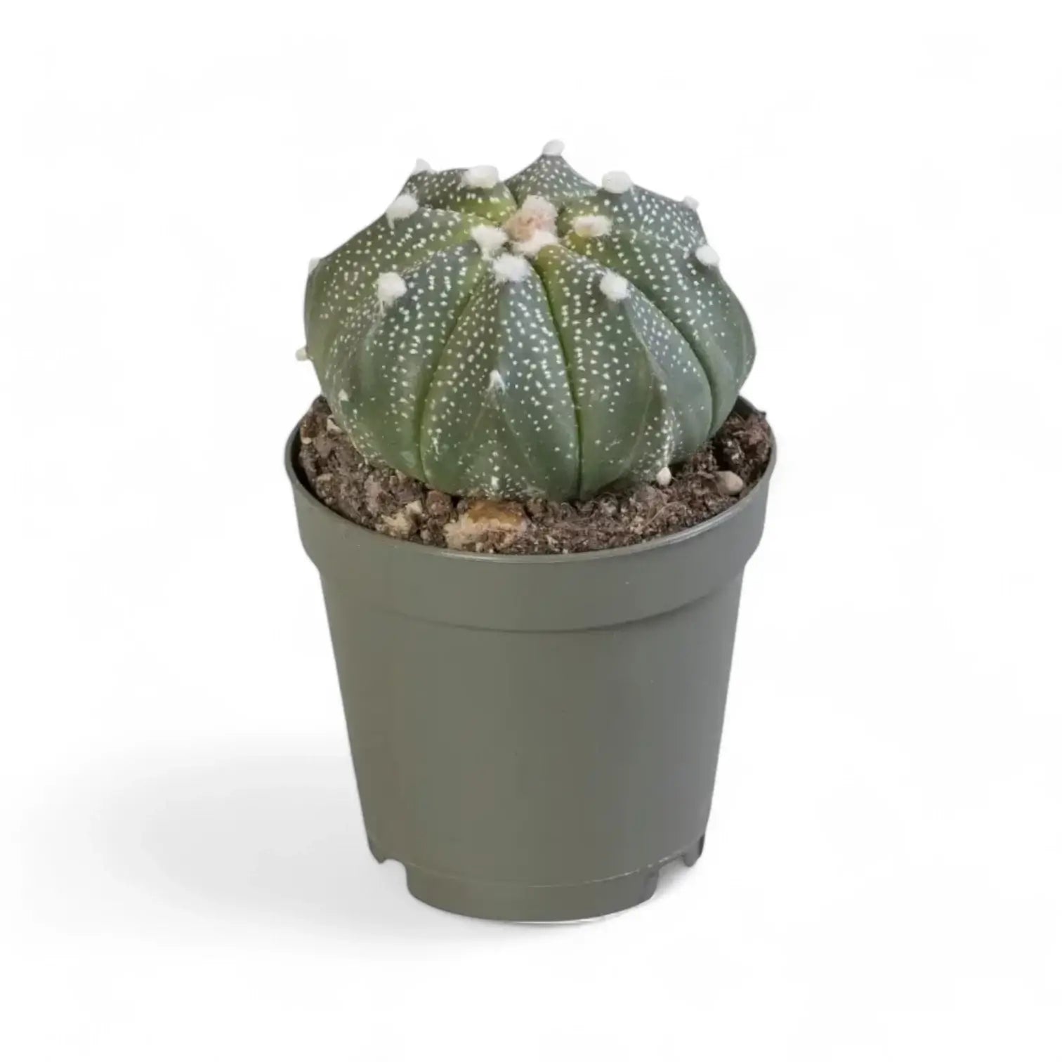 Astrophytum 'COKabuto' (Astrophytum hybrid SK-CO) Zimmerpflanze im Anzuchttopf vor weißem Hintergrund, Produktfoto 2.