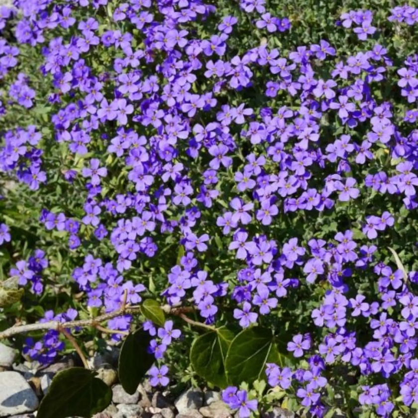 Aubrieta 'Hamburger Stadtpark' close-up detail.
