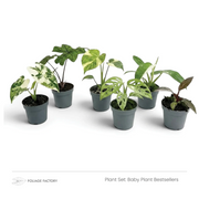 Six mixed Baby Plant Bestsellers lined up in grey nursery pots