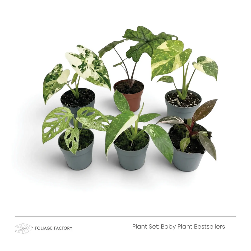 Baby Plant Bestsellers plant set with six mixed young plants grouped in grey nursery pots