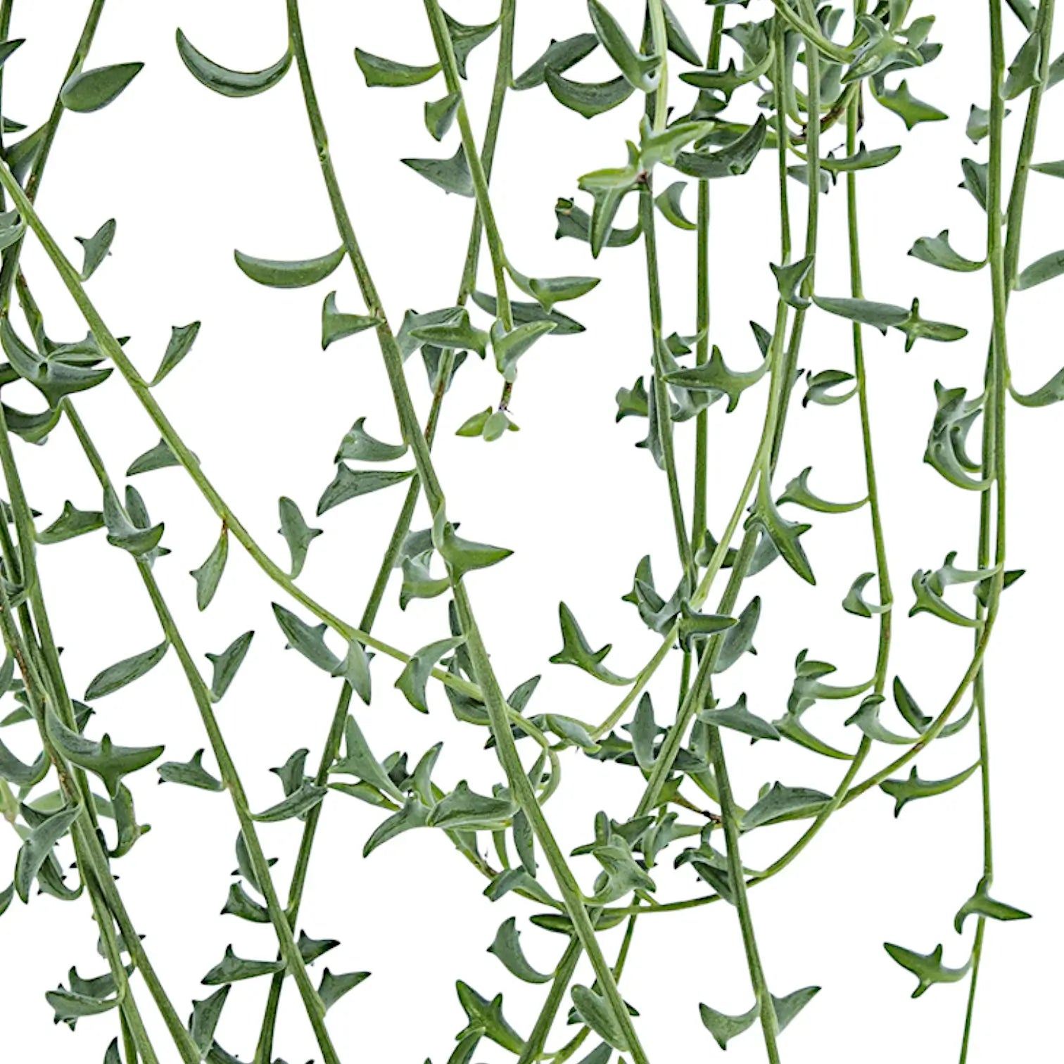 Bacurio delphinatifolius (Senecio peregrinus) close-up of leaf on white background.