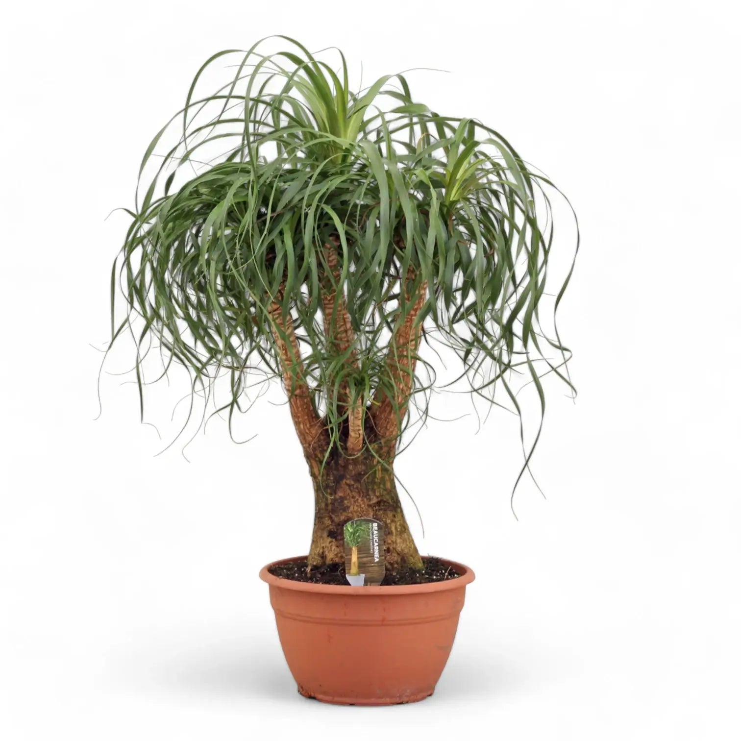 Beaucarnea recurvata potted plant in nursery pot on white background.