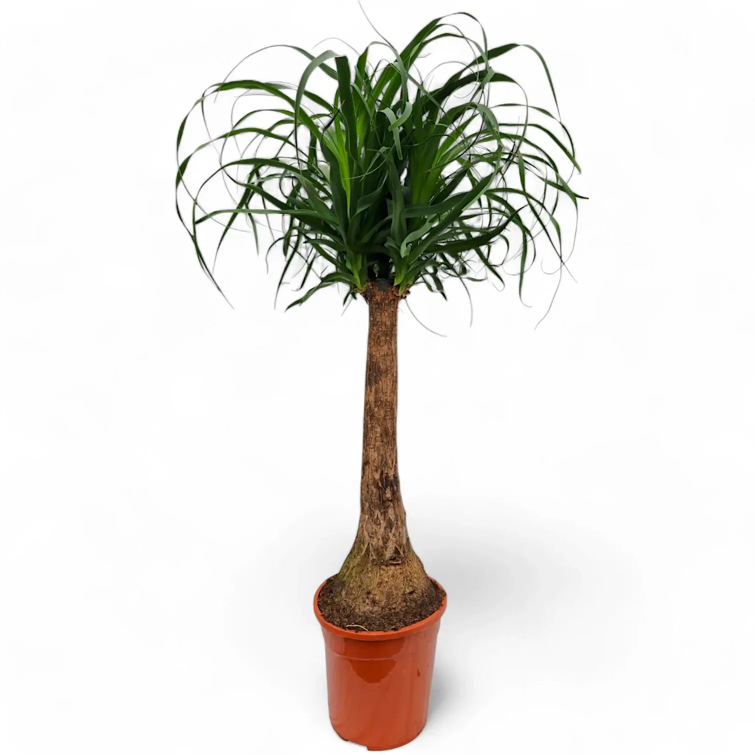 Beaucarnea recurvata potted plant in nursery pot on white background.