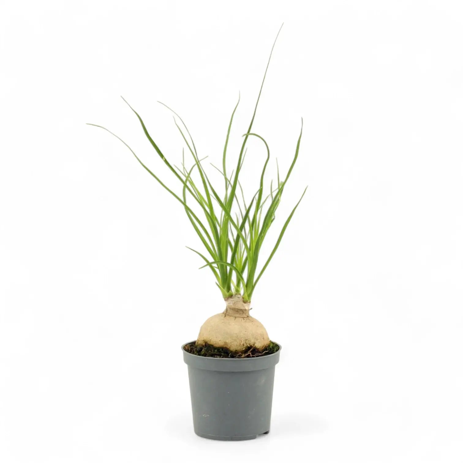 Beaucarnea recurvata potted plant in nursery pot on white background.