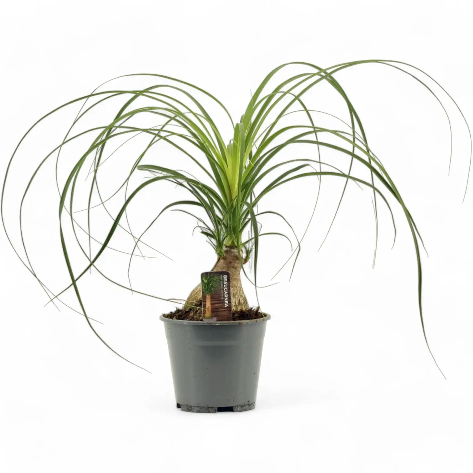 Beaucarnea recurvata potted plant in nursery pot on white background.