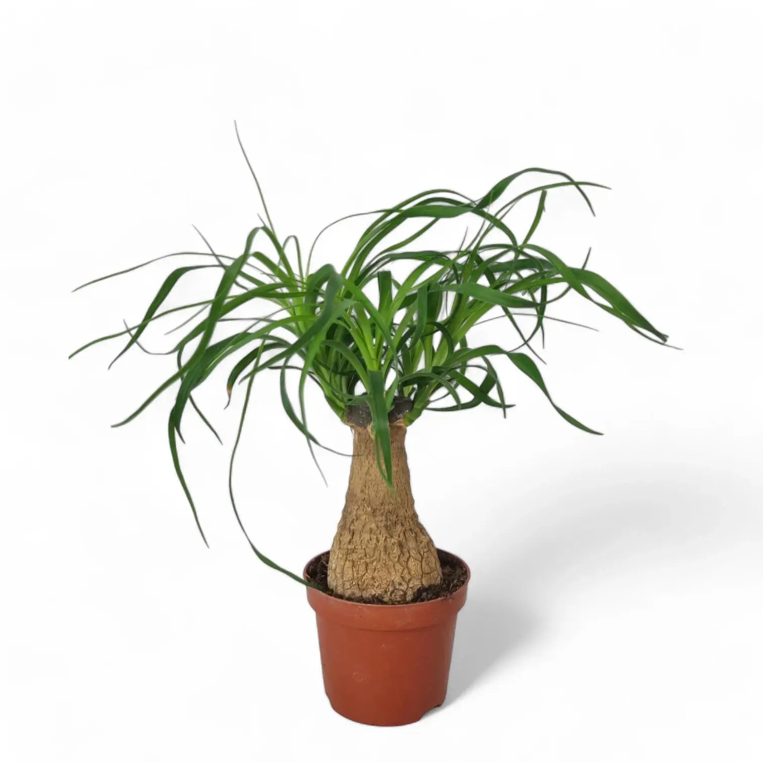 Beaucarnea recurvata potted plant in nursery pot on white background.