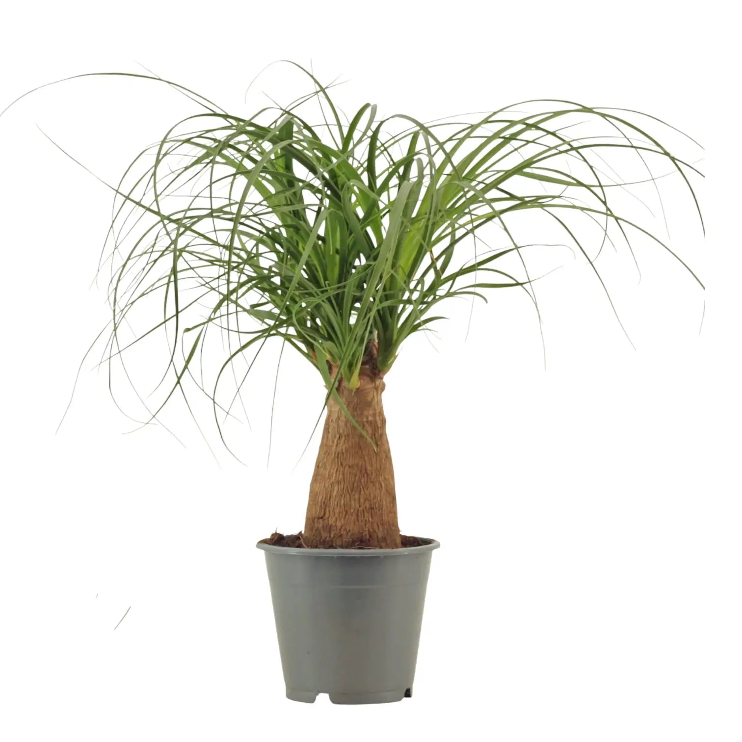 Beaucarnea recurvata potted plant in nursery pot on white background.
