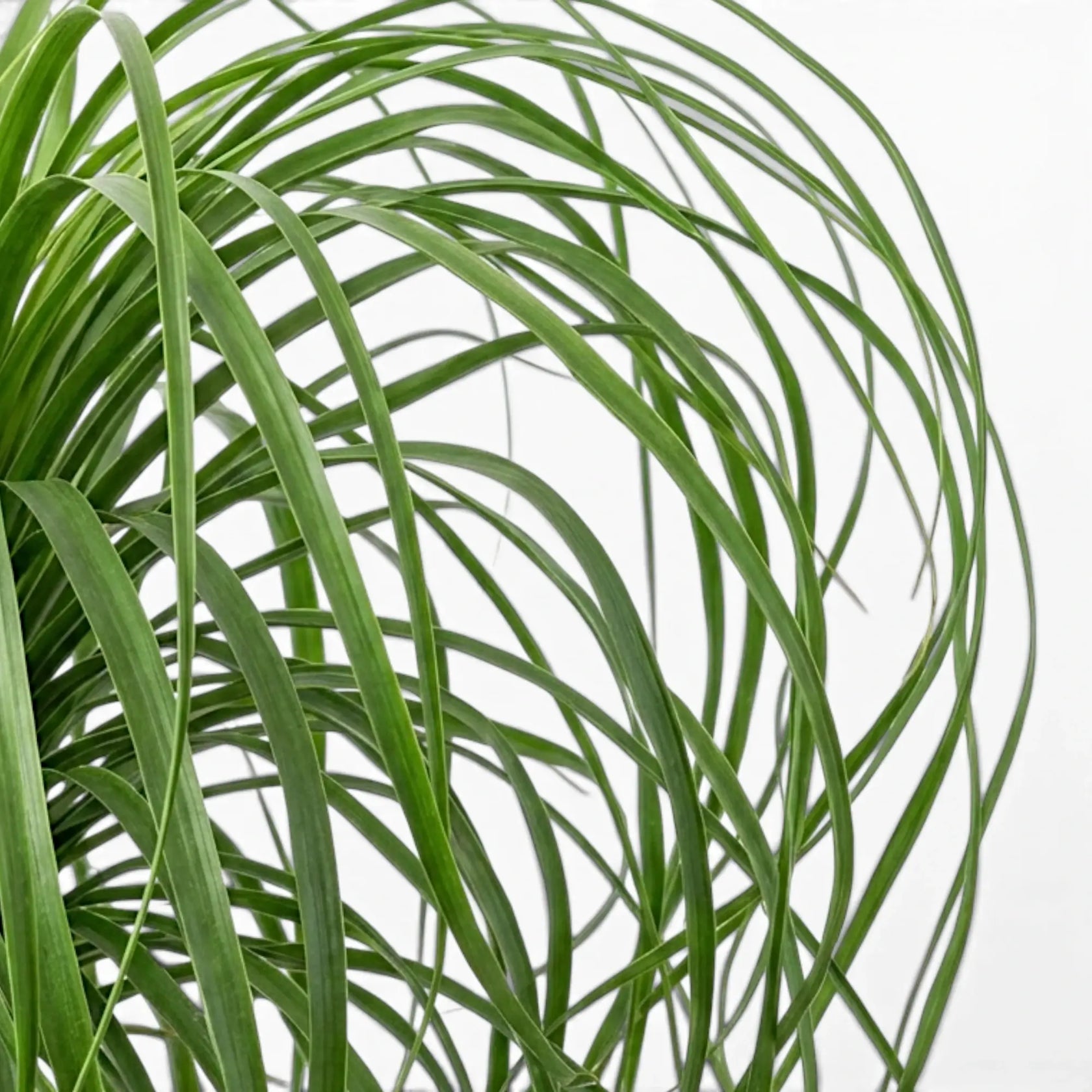 Close-up of Beaucarnea recurvata foliage on white background.