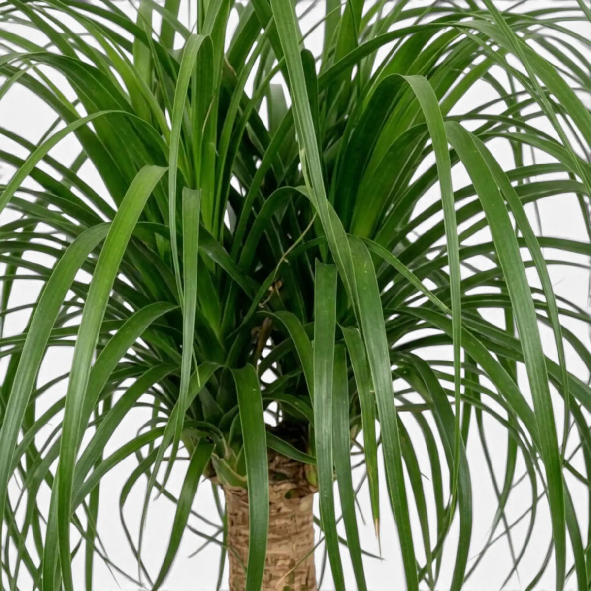 Beaucarnea recurvata foliage close-up showing long, narrow, arching leaves