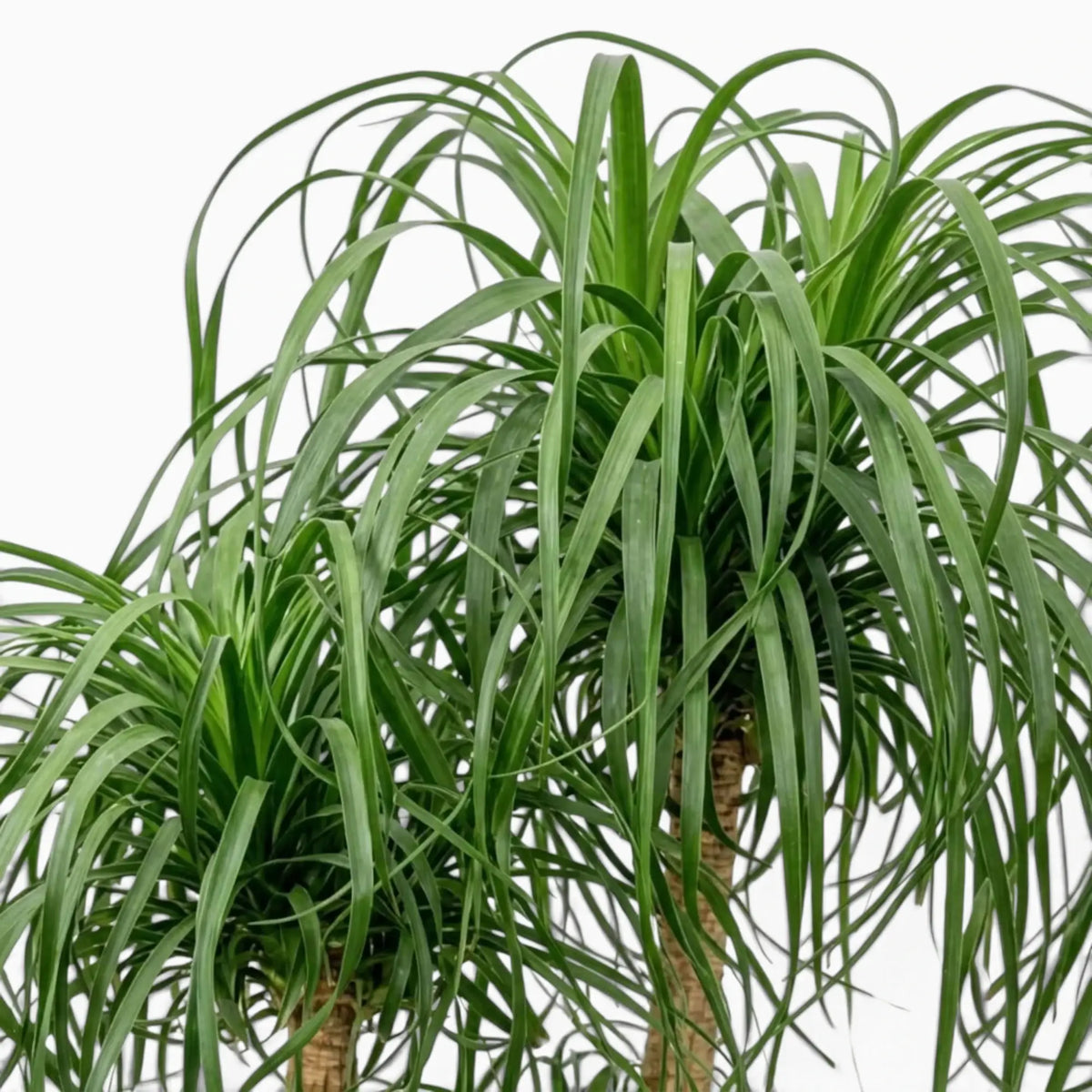 Beaucarnea recurvata foliage close-up showing long, narrow, arching leaves