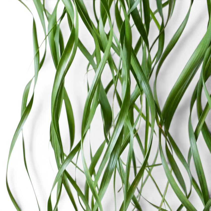Close-up of Beaucarnea recurvata foliage on white background.