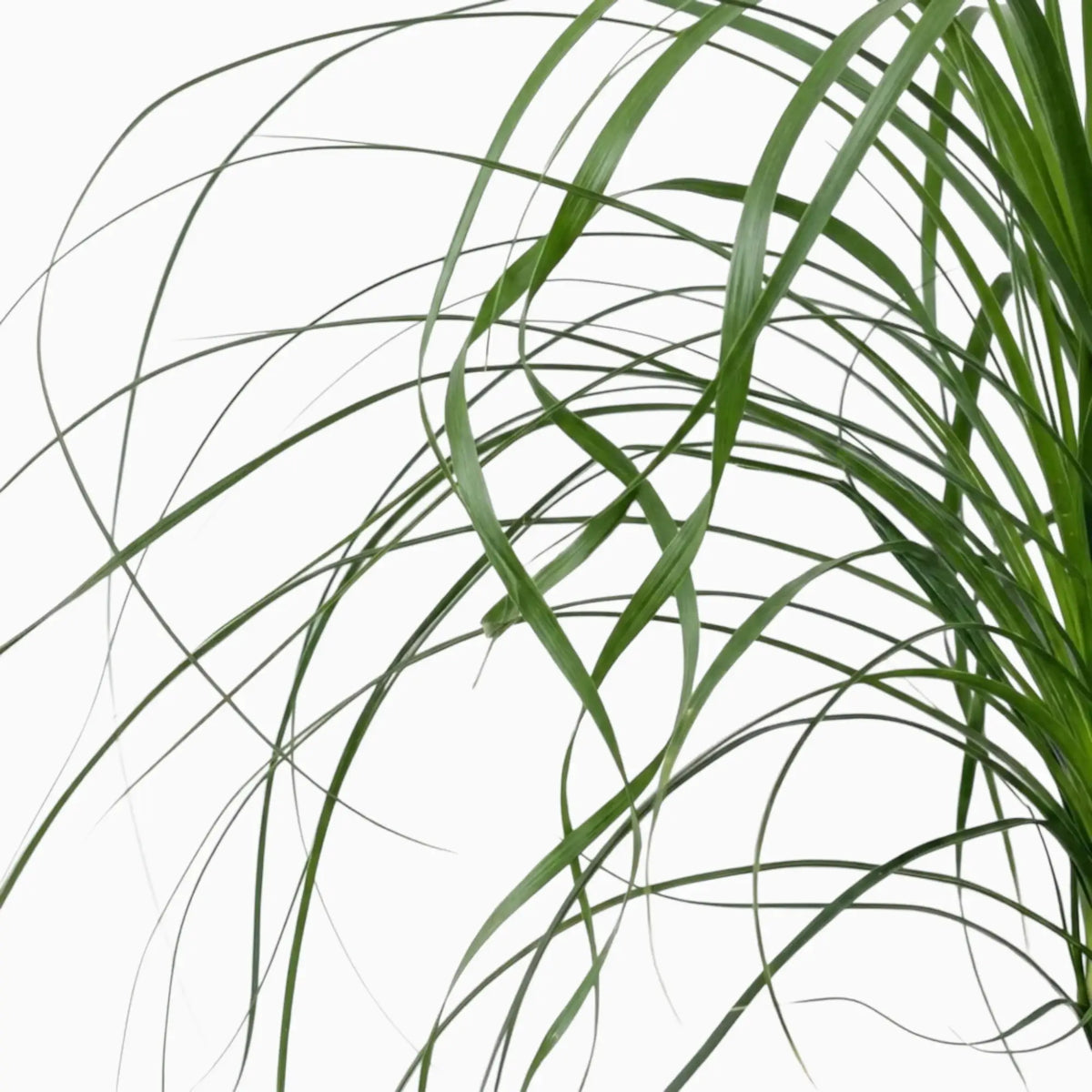 Beaucarnea recurvata foliage close-up showing long, narrow, arching leaves