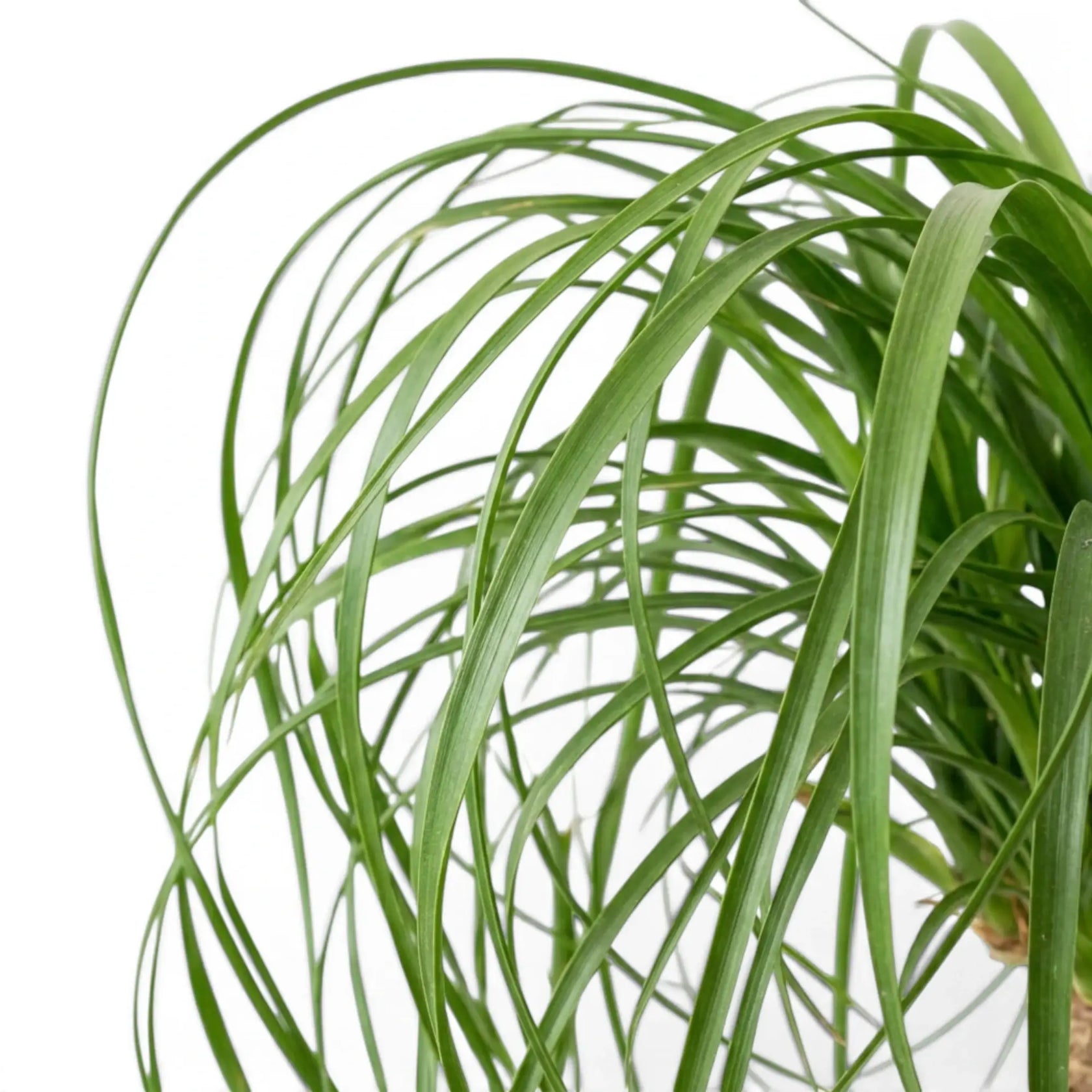 Close-up of Beaucarnea recurvata foliage on white background.