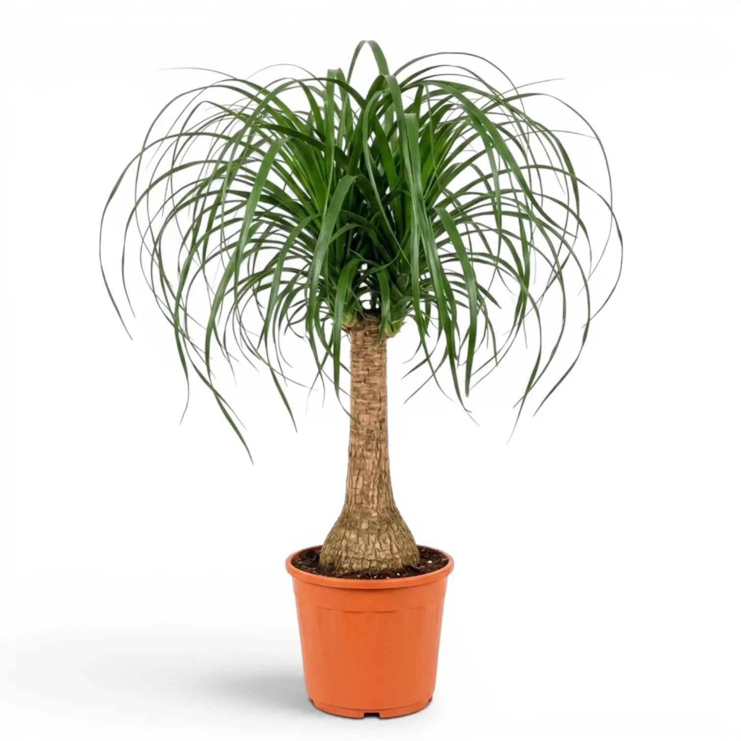 Large Beaucarnea recurvata plant in a nursery pot on white background
