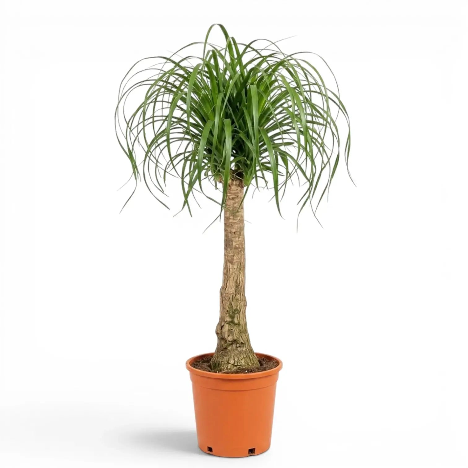 Large Beaucarnea recurvata plant in a nursery pot on white background