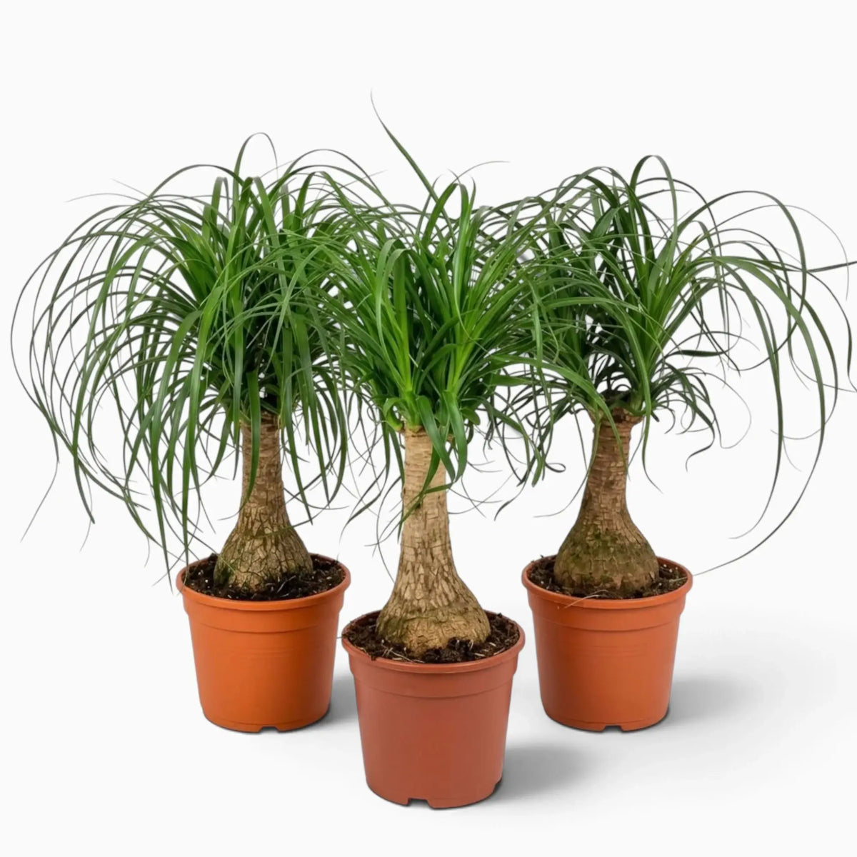 Beaucarnea recurvata medium plant with a swollen base and long, arching leaves