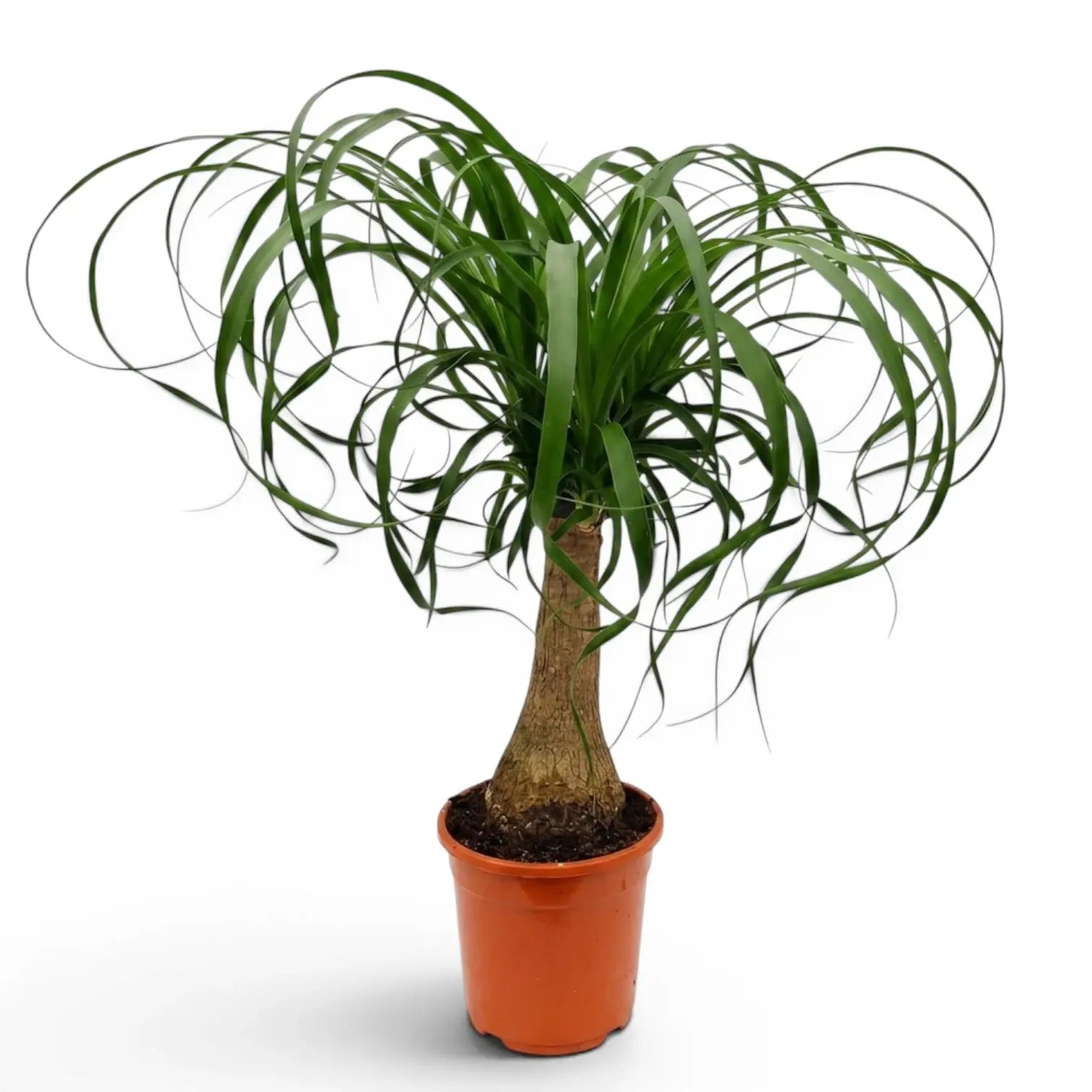 Beaucarnea recurvata plant in a nursery pot on white background