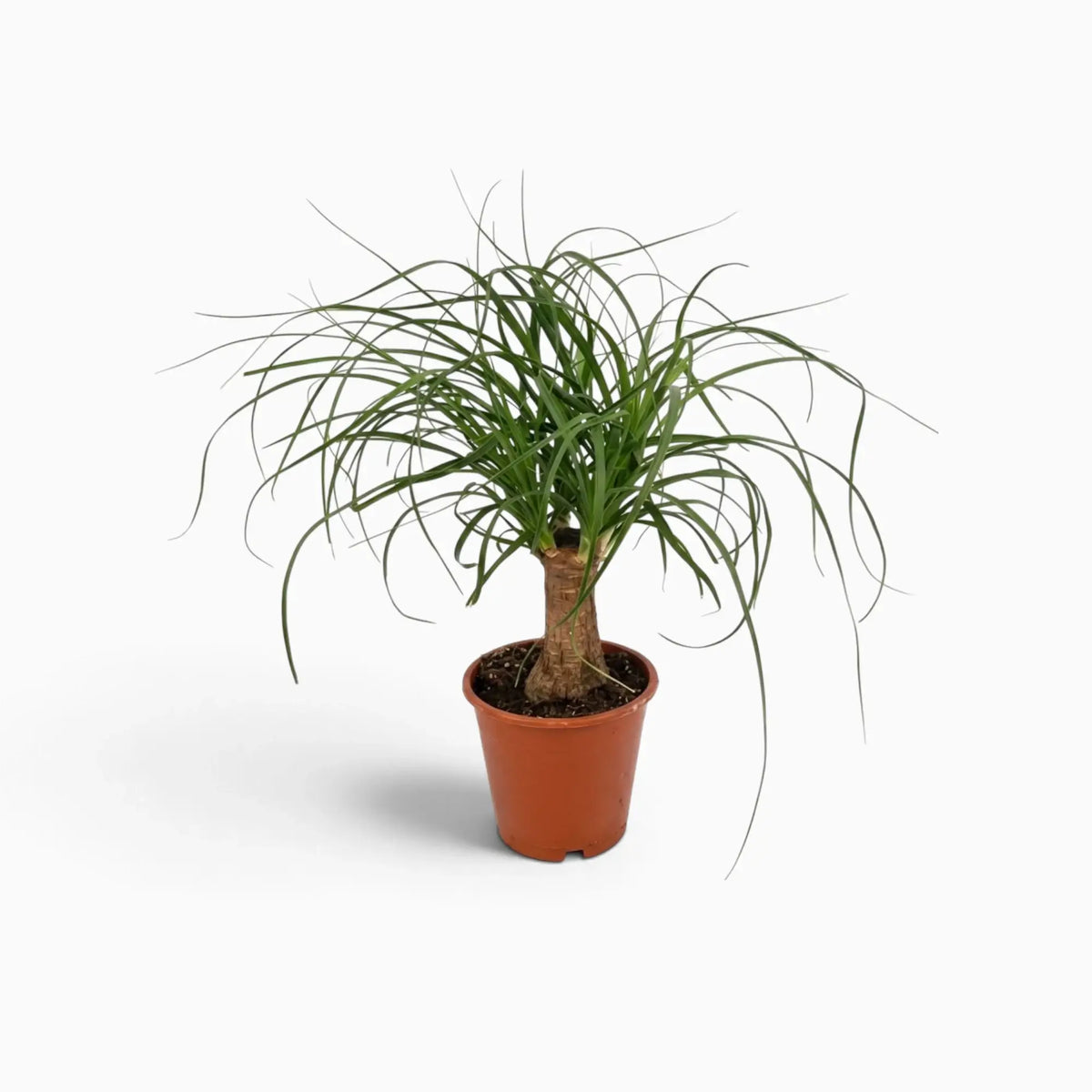 Beaucarnea recurvata small plant with a swollen base and long, arching leaves