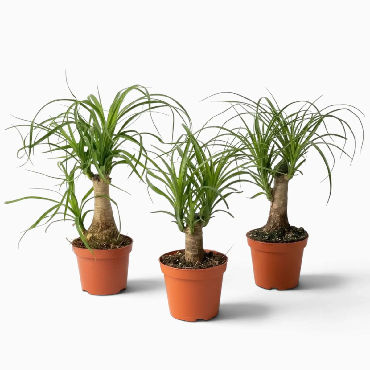 Beaucarnea recurvata small plant with a swollen base and long, arching leaves