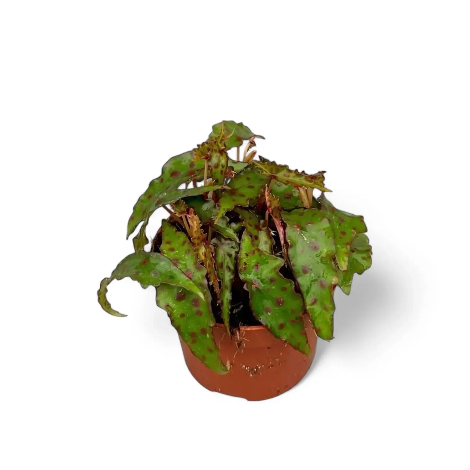 Begonia amphioxus potted plant in nursery pot on white background.