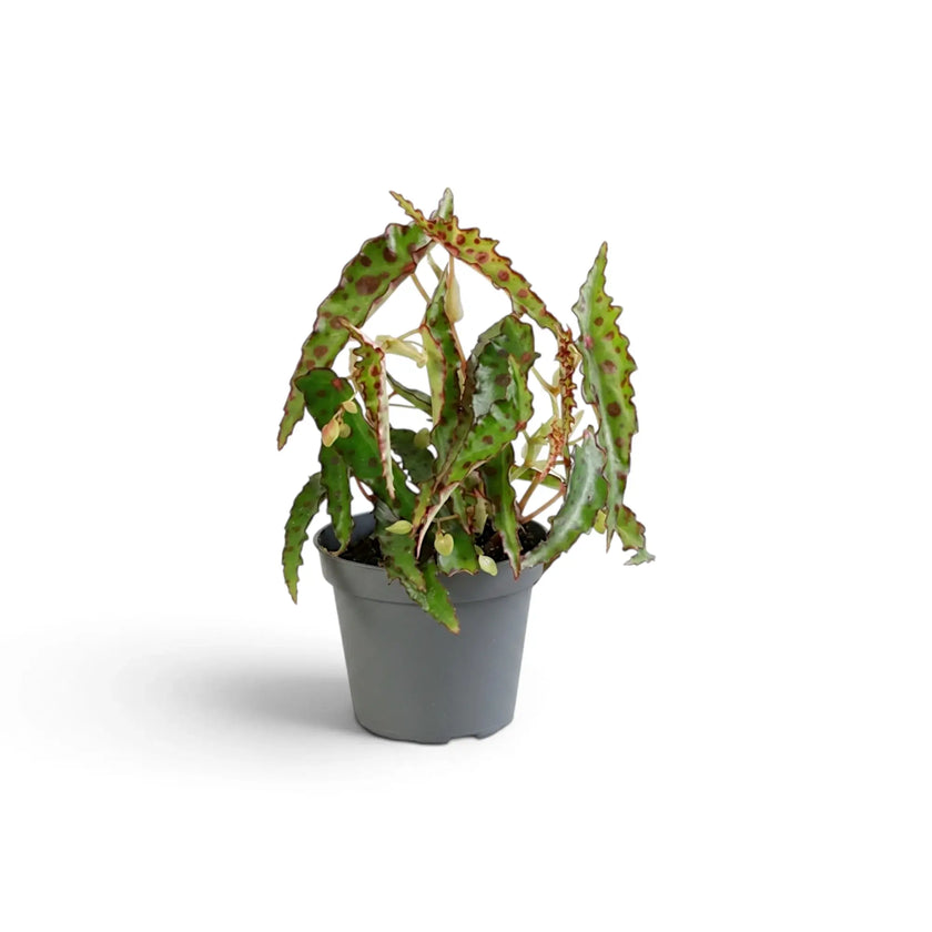 Young Begonia amphioxus with narrow spotted leaves and pale hanging flowers