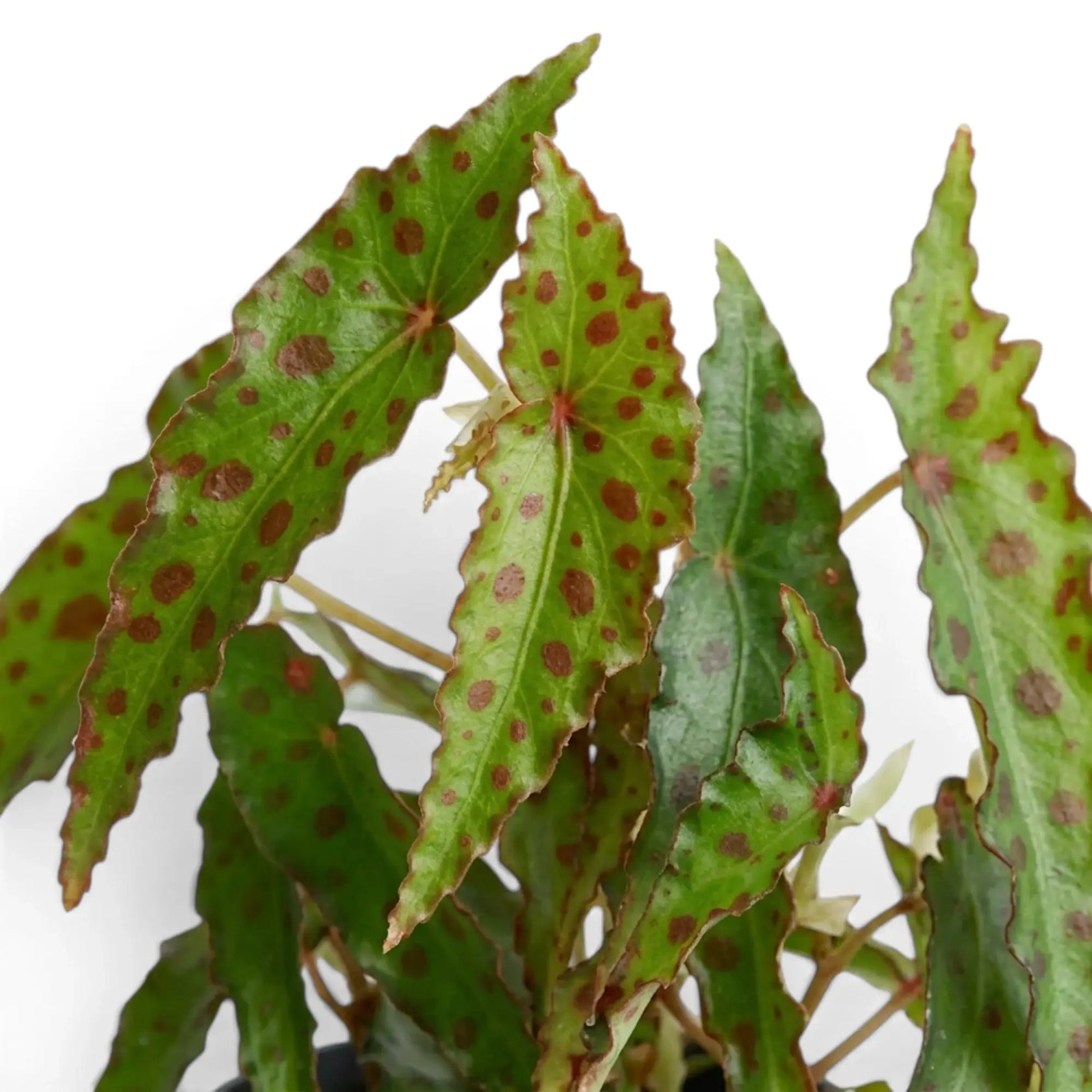 Close-up of Begonia amphioxus leaves with burgundy spots and red serrated edges