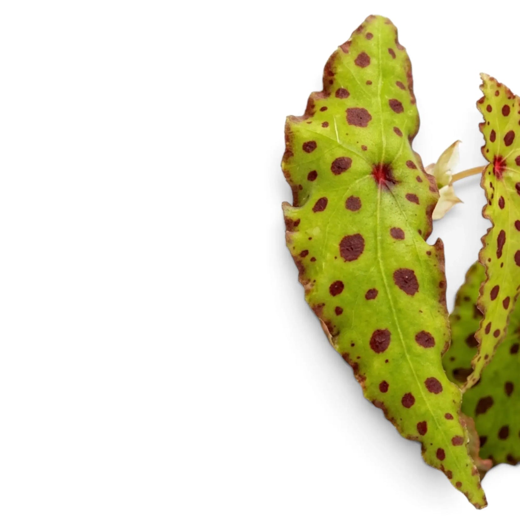 Single Begonia amphioxus leaf showing burgundy spots and a sharply toothed red edge