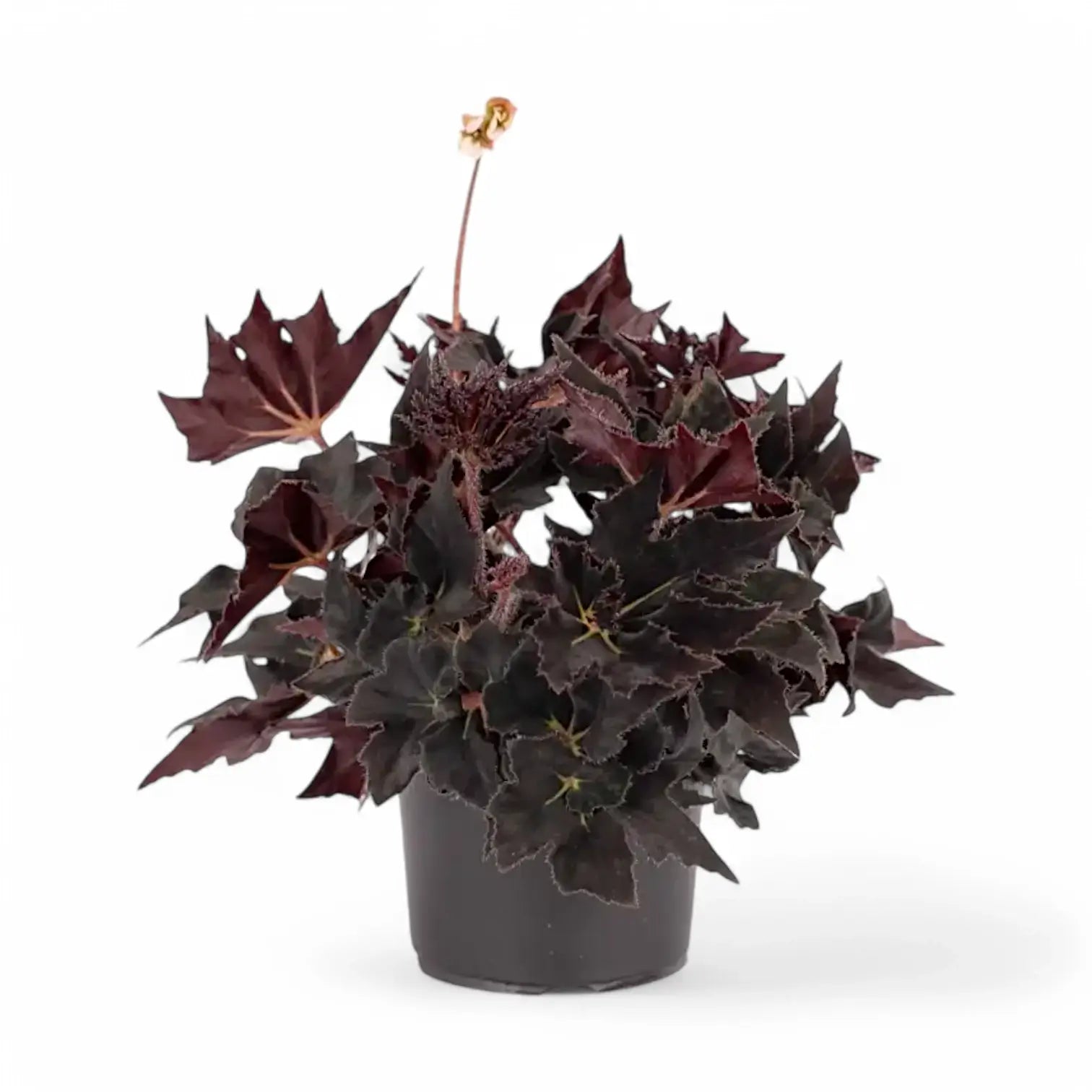Begonia 'Black Fang' Zimmerpflanze im Anzuchttopf vor weißem Hintergrund, Produktfoto 3.