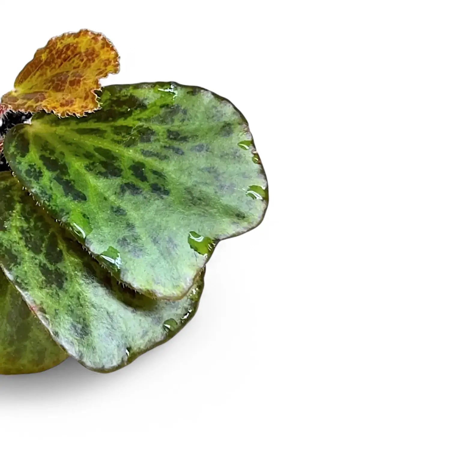 Begonia blancii (mottled form) – Blattdetail vor weißem Hintergrund..