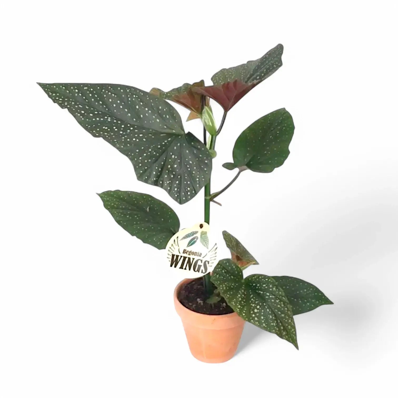 Begonia corallina 'Wings' (Begonia corallina 'Lucerna') potted plant in nursery pot on white background.