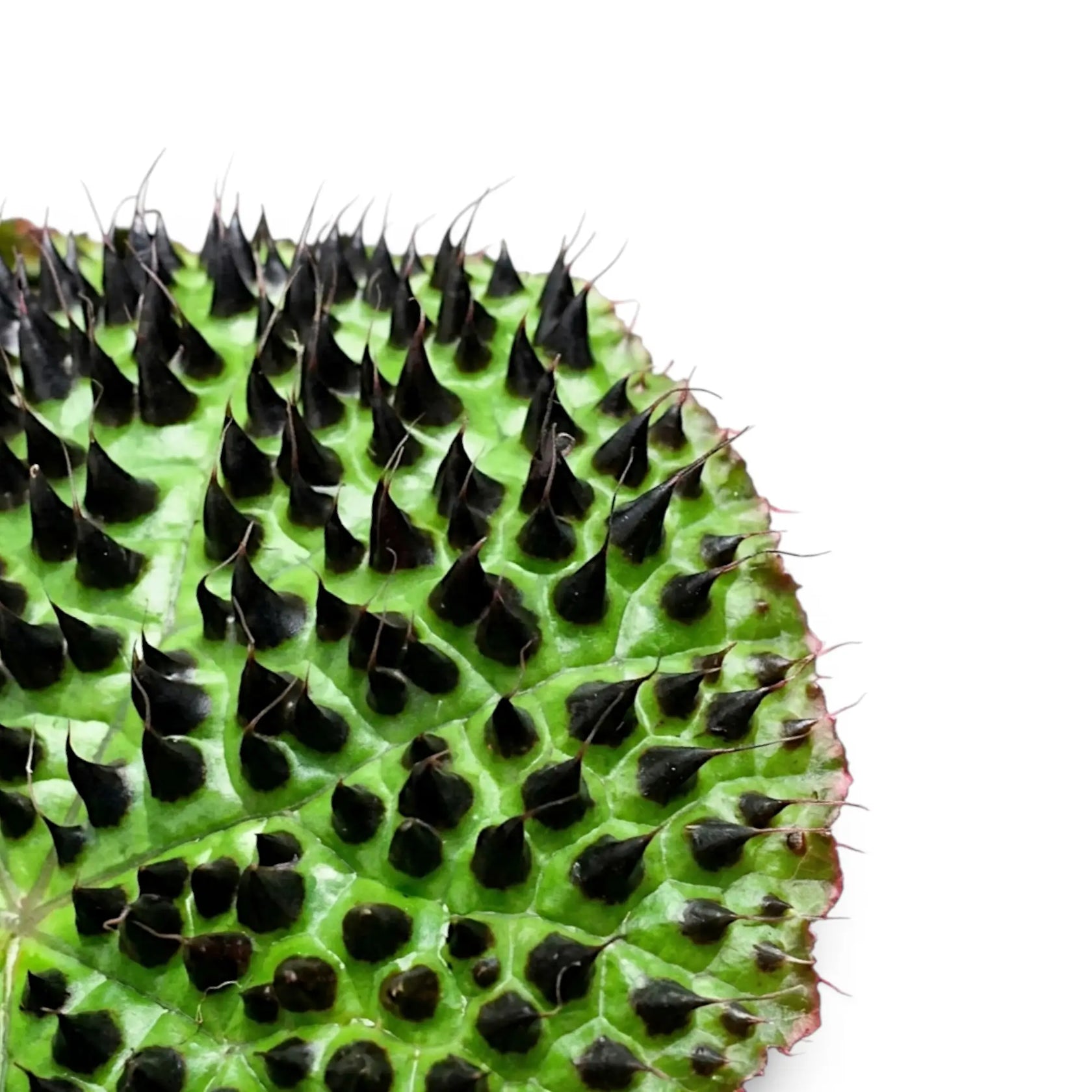 Begonia ferox foliage close-up with textured green leaves and dark raised markings.