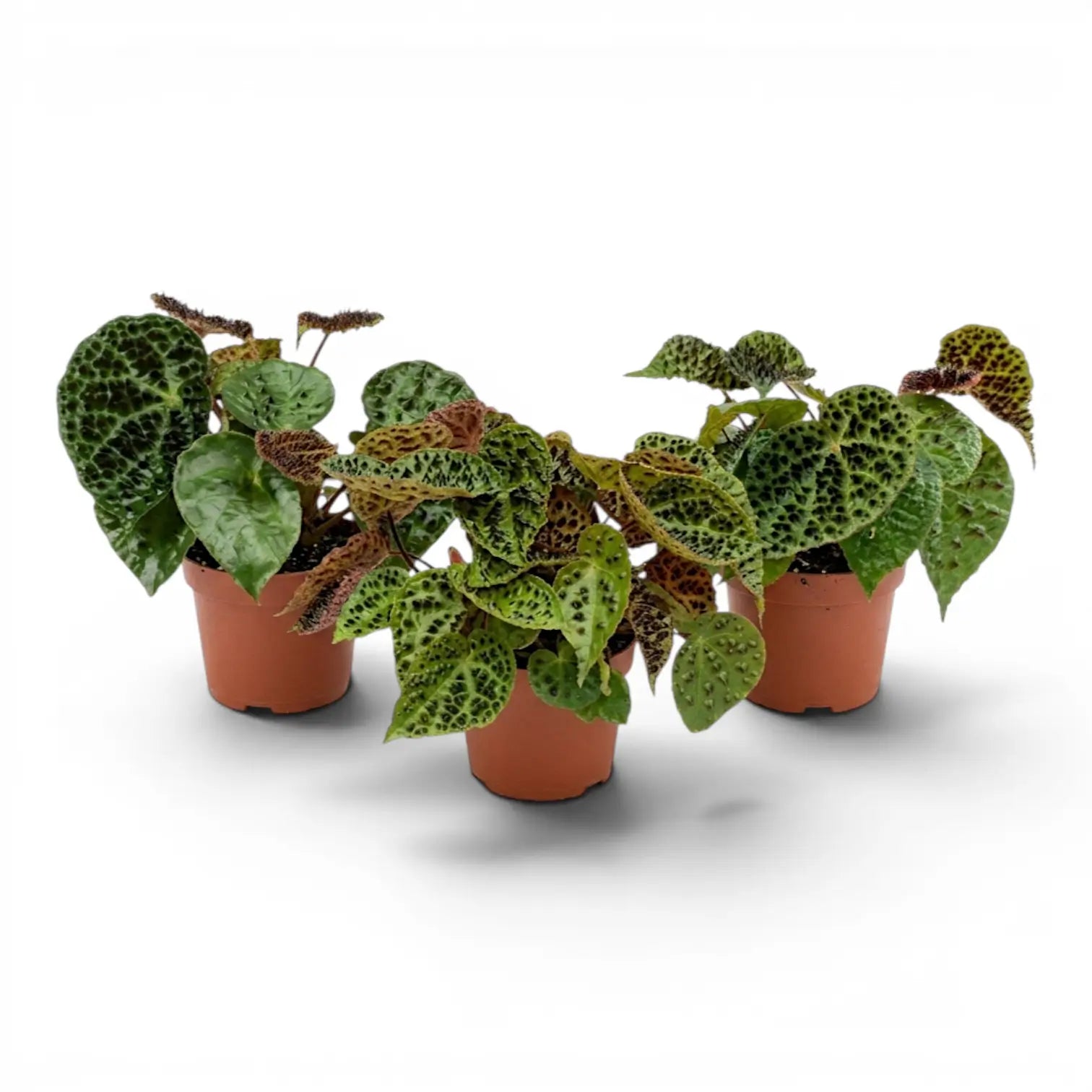 Begonia ferox plant with textured green leaves in a nursery pot.