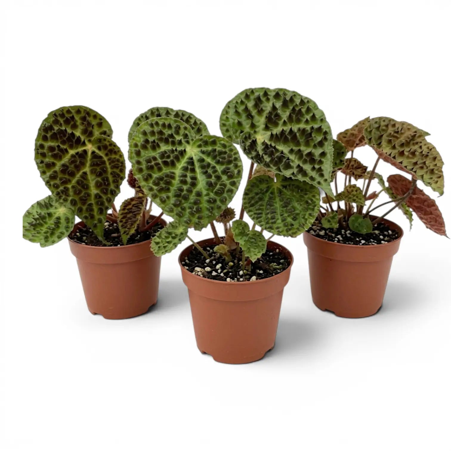 Begonia ferox plant with textured green leaves in a nursery pot.