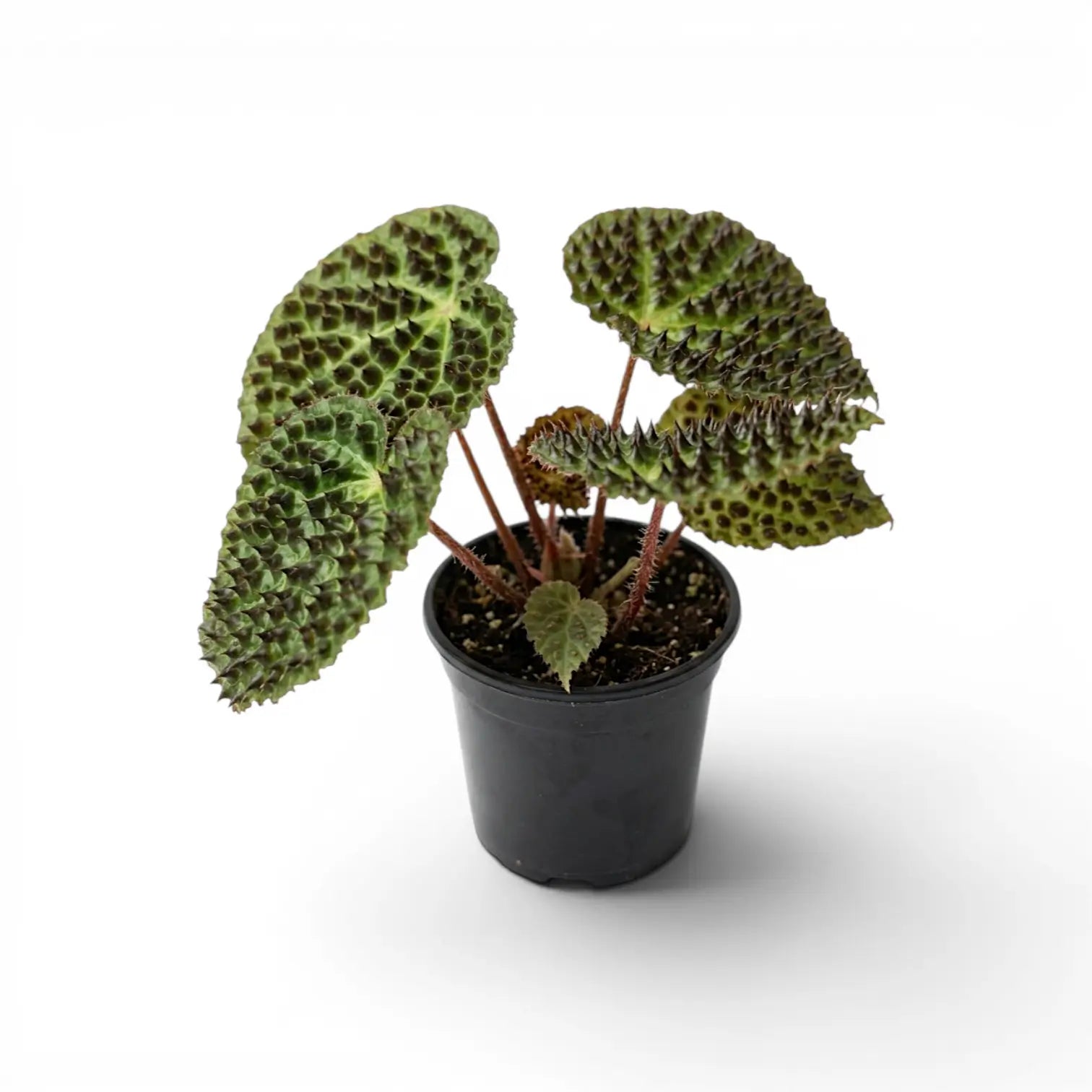 Begonia ferox plant with textured green leaves in a nursery pot.