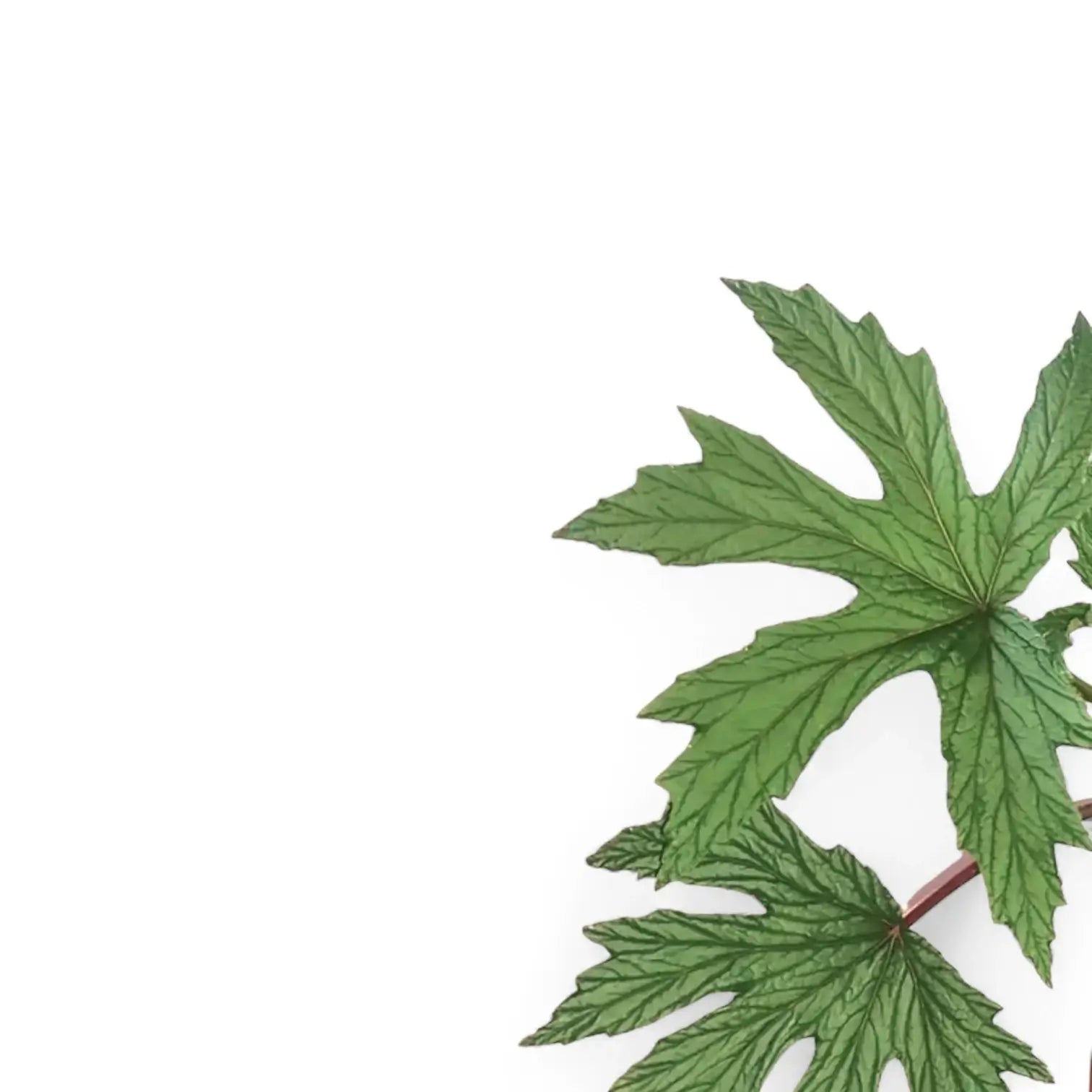 Begonia gardneri leaf detail on white background.