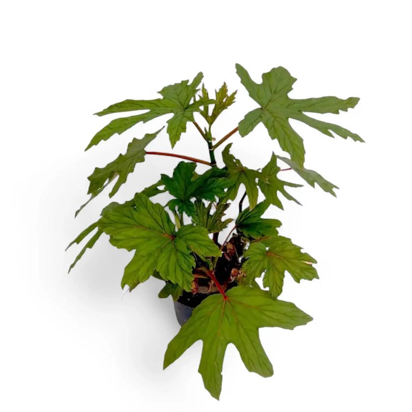 Begonia gardneri potted plant in nursery pot on white background.