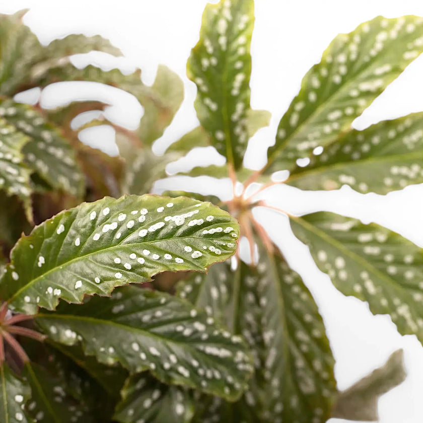 Begonia hemsleyana 'Silver Dots' – Blattdetail vor weißem Hintergrund..