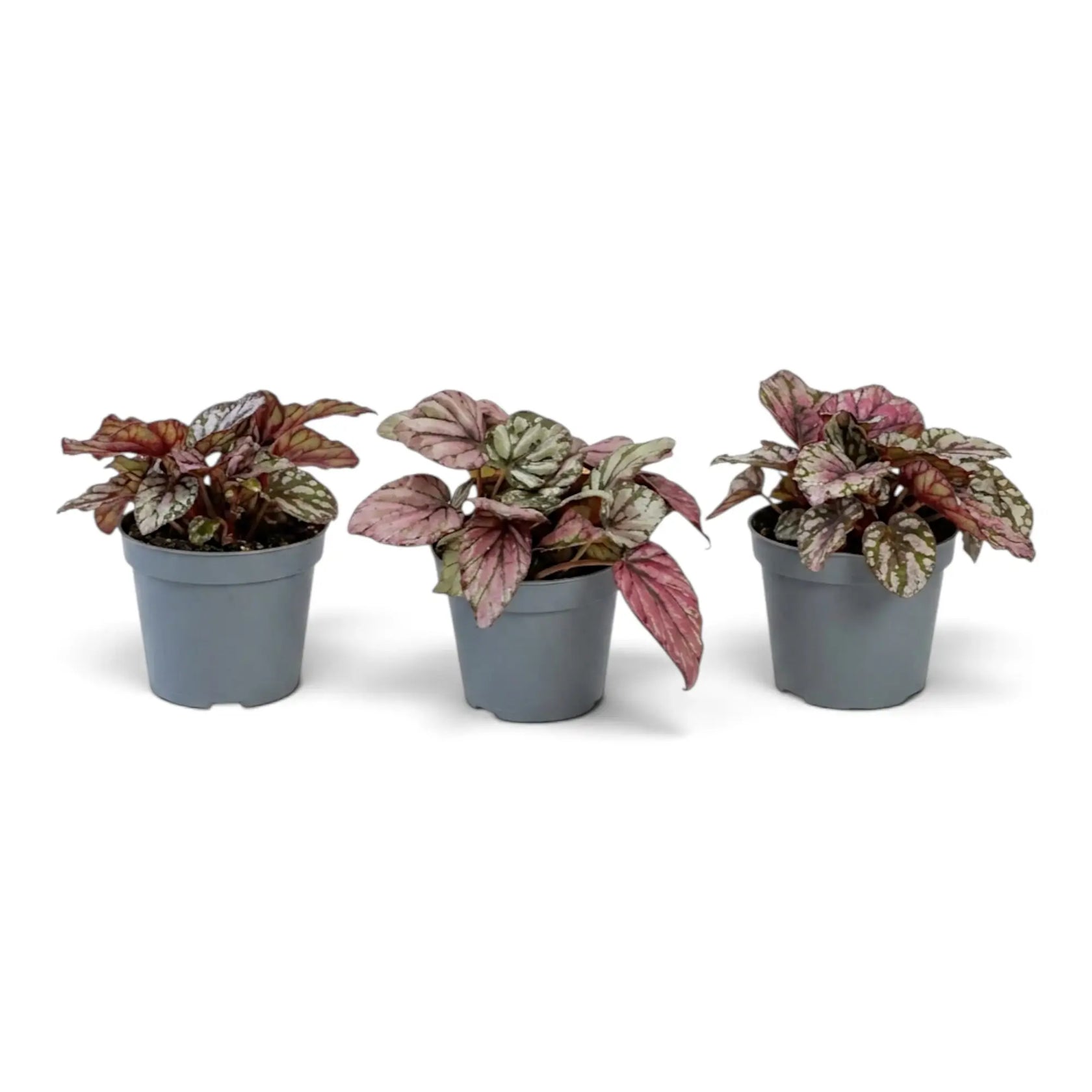 Begonia ‘Hugh McLauchlan’ als Jungpflanze im Kulturtopf mit in Silber, Rosa und Grün gemusterten Blättern