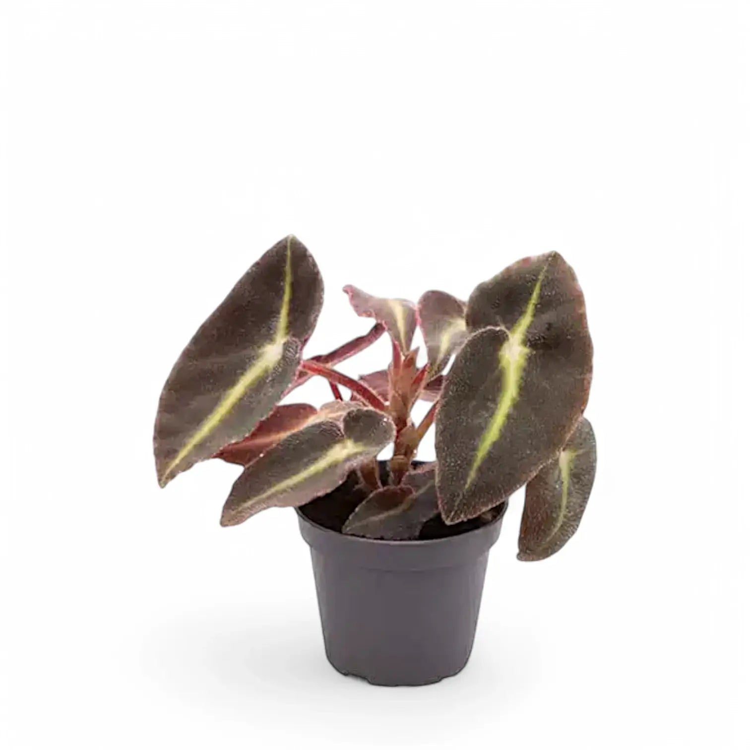 Begonia listada potted plant in nursery pot on white background.